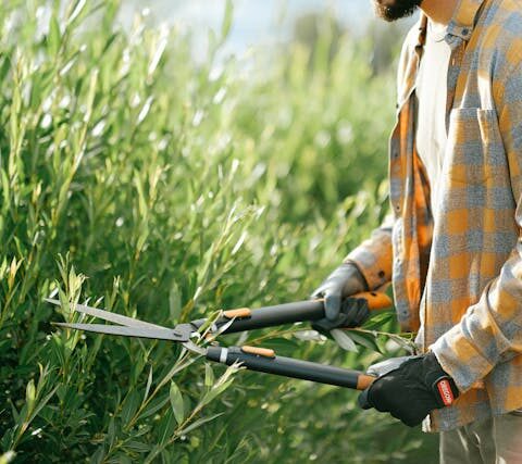 Quand couper les cèdres et avec quels outils  Nos réponses d’experts  